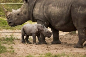 2015_BUSCH_GARDENS_TAMPA_BABY_RHINO_09P