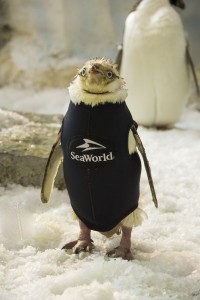 seaworld2