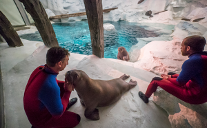 SEAWORLD_WALRUS_HABITAT_06_660x410