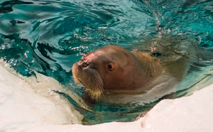 SEAWORLD_WALRUS_HABITAT_18_660x410