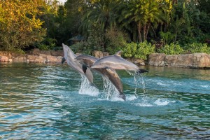 Dolphin Presentation_preview